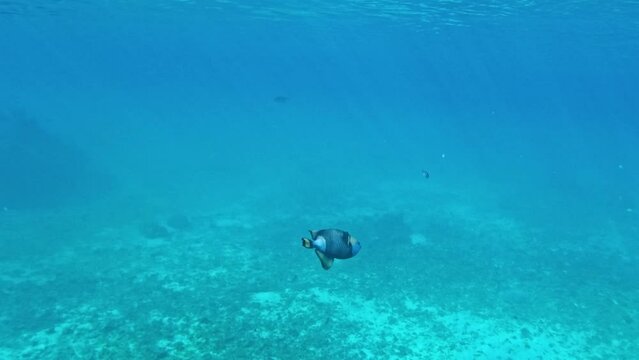 Lone Reef Fish Swimming Under Blue Ocean Waters. - Slow Motion