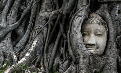 Aytthaya, Thailand, 22 Aug 2020 : Ancient buddha head embedded in a Banyan tree unseen at Wat mahathat. Ayutthaya, Thailand. Selective focus.