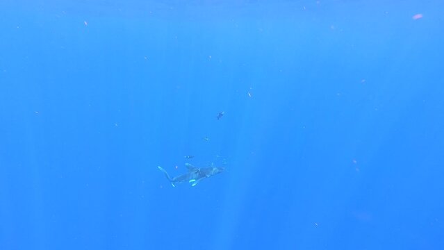 Shark wounded by plastic fishing net swims in search of tuna fish against blue background of underwater ocean abyss, surrounded by school of fish. Plastic pollution. Slow motion video in ocean.
