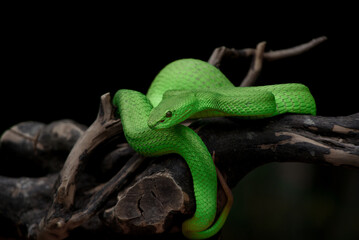 Green snake in the grass