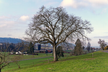 Obraz premium Scenic view of landscape from hill with bare tree and blue cloudy sky at City of Zürich district Seebach on a winter noon. Photo taken January 31st, 2023, Zurich, Switzerland.
