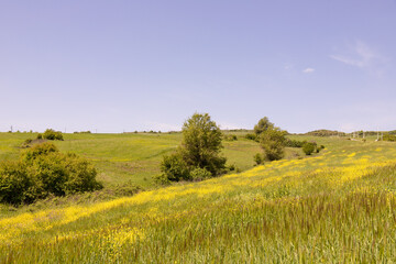 Fototapeta na wymiar Yellow field of blooming rapeseed.