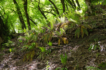 Fototapeta premium Beautiful meadow of ferns in the forest.