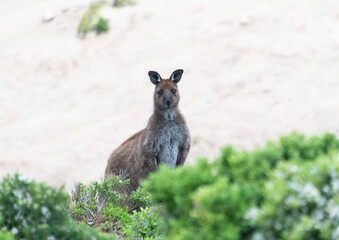 Kangaroo Island kangaroo