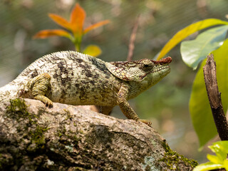 Portrait of the chameleon Calumma brevicorne, with a large helmet on its head and a growth on its nose. Reserve Peyrieras Madagascar Exotic,