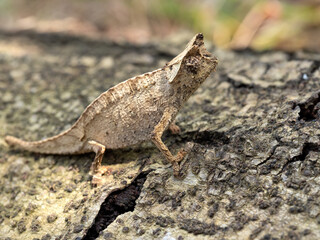 Perinet leaf chameleon, Brookesia therezieni, belongs to the smallest chameleons, lives on the ground. Réserve Peyrieras Madagascar Exotic