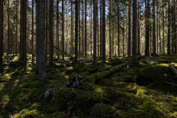 Magical fairytale forest. Conferois forest covered of green moss.