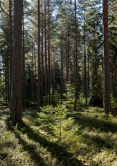 Magical fairytale forest. Conferois forest covered of green moss.
