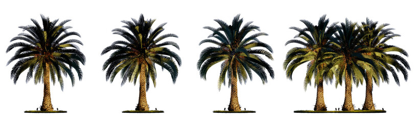 Night scene landscape element for 3d Architectural visualization. Phoenix canariensis palm tree with outdoor up lighting isolated on transparent background. 3d rendering illustration. PNG format	
