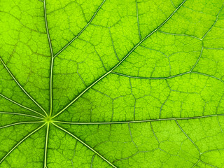 Fototapeta premium The texture of a part of a green leaf. Macro background. Natural pattern. Close-up. Spring background. Natural background. View from above. Copy space