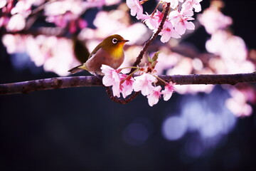 満開の美しい桜と可愛いメジロ