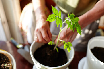 Old man gardening in home greenhouse. Men's hands planting tomato seedlings in the soil, selective focus. Planting and gardening at springtime