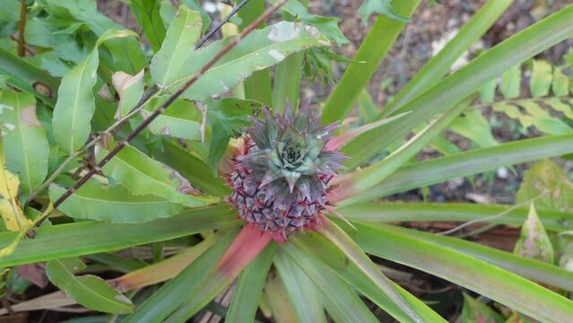 small pineapple tree in the garden