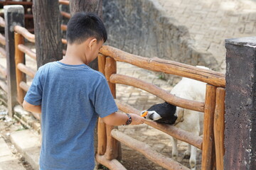 Little Asian boy feeding a goat in a park.