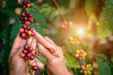 Close up of agriculturist harvesting fresh coffee beans from the raw coffee plant organic coffee...