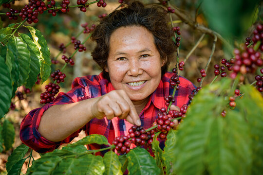 Asian Female Farmer Picking Fresh Coffee Beans From Raw Coffee Trees Grown Organic In The Highlands Arabica Species