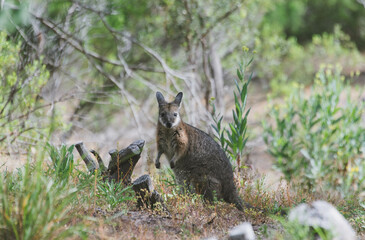 Tammar Wallaby, Kangaroo Island