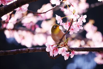 満開の美しい桜と可愛いメジロ
