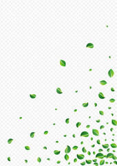 Green Foliage Nature Vector Transparent