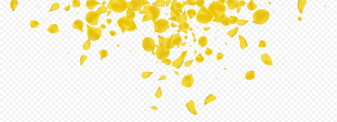 Amber Petal Japanese Vector Panoramic Transparent