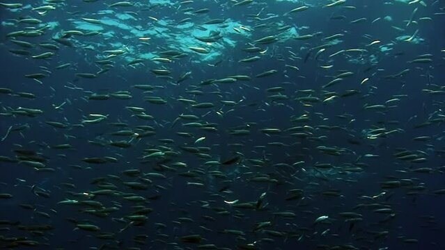 School of whites fish in underwater ocean of Philippine. Group fish of one species and beauty of underwater wildlife in marine life world of Philippine Sea. Relaxing video about sea and ocean life.