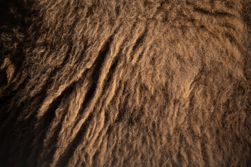 Closeup detail of American Bison (Bison bison) fur texture.