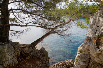 mediterranean pine coastal with trees access to beach sea in coast Juan-les-Pins in Antibes France