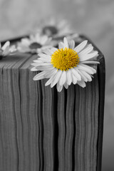 Book with chamomile flowers as bookmarks on light gray background, closeup. Black and white photo...