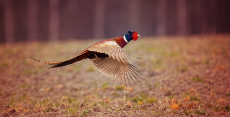 Common Pheasant Phasianus colchicus flies over the meadow behind the female. - obrazy, fototapety, plakaty