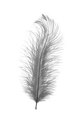 Obraz premium Beautiful feather isolated on white, toned in black and white
