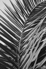Beautiful tropical leaf, closeup. Black and white effect