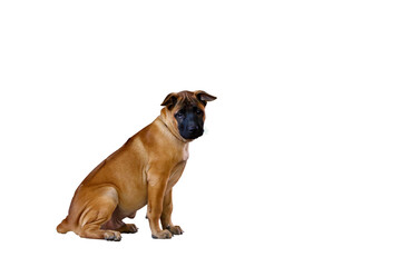 Cute of puppy sitting isolated on transparent background png file