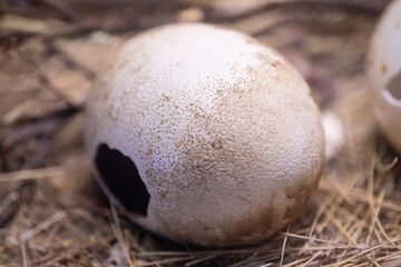 Naklejka na ściany i meble Closeup detail on Ostrich Egg Shell.