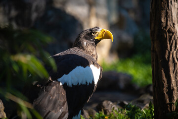 Portrait of beautiful Adult Steller's sea eagle (Haliaeetus pelagicus)