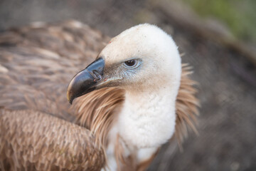 Portrait of beautiful Griffon Vulture (Gyps fulvus). Closeup.