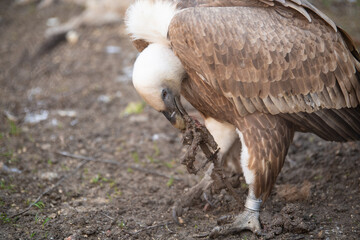 Portrait of Griffon Vulture (Gyps fulvus) feeding on animal carcass.