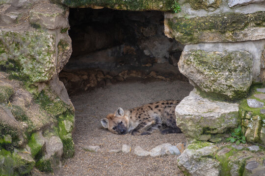 Spotted hyena (Crocuta crocuta), also known as the laughing hyena in cave in Belgrade Zoo.