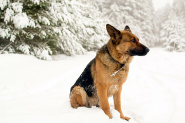 Dog breed German shepherd in winter on the road near the forest.
