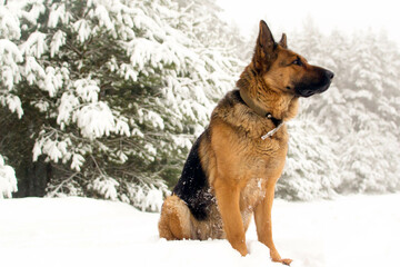Dog breed German shepherd in winter on the road near the forest.