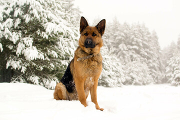 Dog breed German shepherd in winter on the road near the forest.