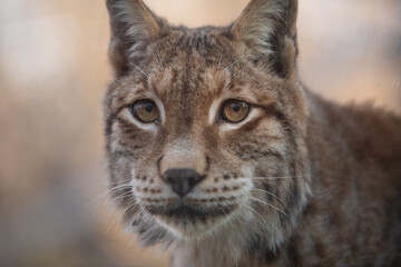 The Eurasian lynx (Lynx lynx). Siberian lynx portrait. Closeup.