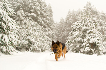 Dog breed German shepherd in winter on the road near the forest.