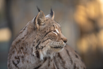 The Eurasian lynx (Lynx lynx). Siberian lynx portrait. Closeup.