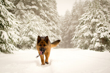 Dog breed German shepherd in winter on the road near the forest.