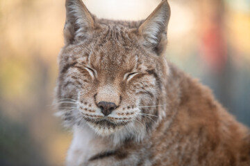 The Eurasian lynx (Lynx lynx). Siberian lynx portrait. Closeup.