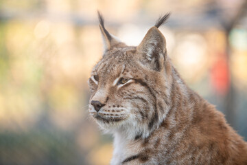 Naklejka na ściany i meble The Eurasian lynx (Lynx lynx). Siberian lynx portrait. Closeup.