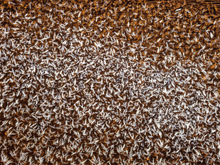 Obraz premium Frost crystals on a brown color surface. Winter cold season concept. Freezing weather. Selective focus. Nature background.