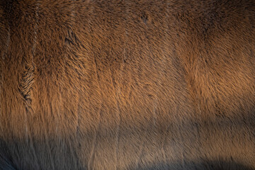 Detail on fur of Eland Taurotragus oryx also known as southern Eland or Eland Antelope.