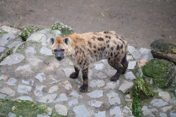 Spotted hyena (Crocuta crocuta), also known as the laughing hyena in Belgrade Zoo.