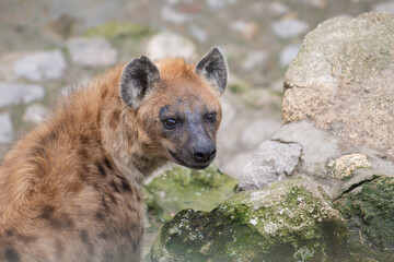 Spotted hyena (Crocuta crocuta), also known as the laughing hyena in Belgrade Zoo.